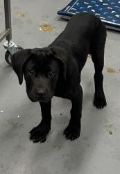 Shelter Stray Male Dog last seen CONFINED ON VAN BUREN, 2600 NE Perry Ave, Peoria, IL 61603, USA