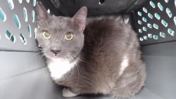 Shelter Stray Male Cat last seen , 11258 Garfield Ave, Downey, CA 90242, USA