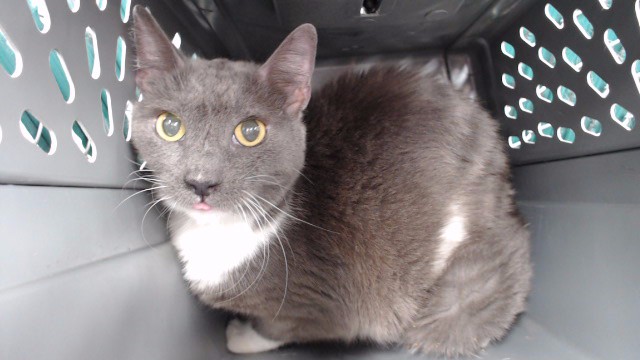 Shelter Stray Male Cat last seen , 11258 Garfield Ave, Downey, CA 90242, USA