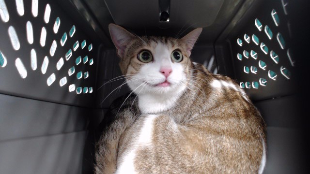 Shelter Stray Female Cat last seen , 11258 Garfield Ave, Downey, CA 90242, USA