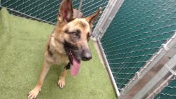 Shelter Stray Female Dog last seen , 11258 Garfield Ave, Downey, CA 90242, USA