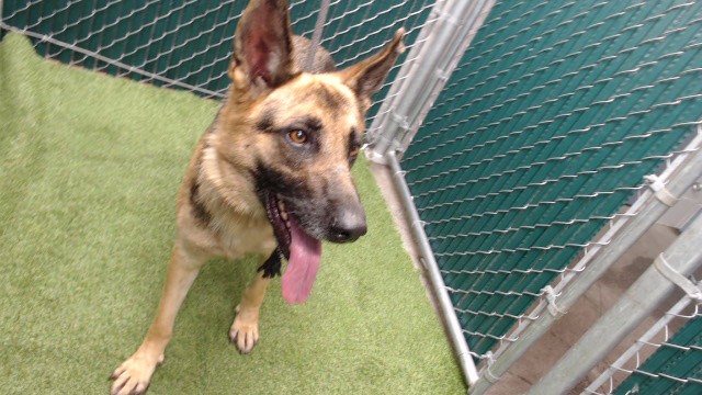 Shelter Stray Female Dog last seen , 11258 Garfield Ave, Downey, CA 90242, USA