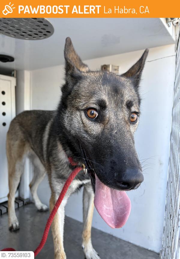 Found/Stray Female Dog last seen Palm St and Francis Ave, La Habra, CA 90631