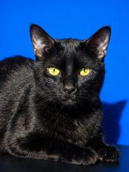Shelter Stray Male Cat last seen W 21ST ST, 2020 Forest St, Jacksonville, FL 32204, USA