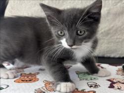 Shelter Stray Male Cat last seen , 957 N Gaffey St, San Pedro, CA 90731, USA