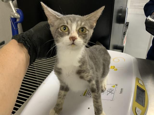 Shelter Stray Female Cat last seen Near BLOCK AVE 236, Visalia, CA 93292, USA