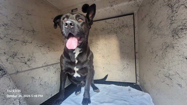 Shelter Stray Male Dog last seen Near BLOCK W FORT ST, DETROIT, MI 48209, 1431 E Ferry St, Detroit, MI 48211, USA