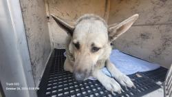 Shelter Stray Female Dog last seen Near BLOCK W FORT ST, DETROIT, MI 48209, 1431 E Ferry St, Detroit, MI 48211, USA