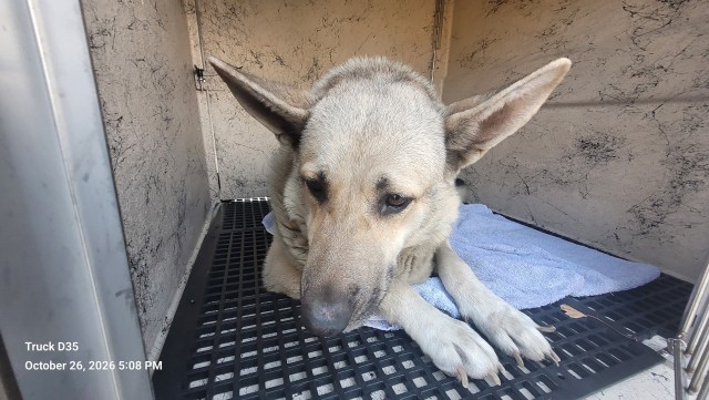 Shelter Stray Female Dog last seen Near BLOCK W FORT ST, DETROIT, MI 48209, 1431 E Ferry St, Detroit, MI 48211, USA