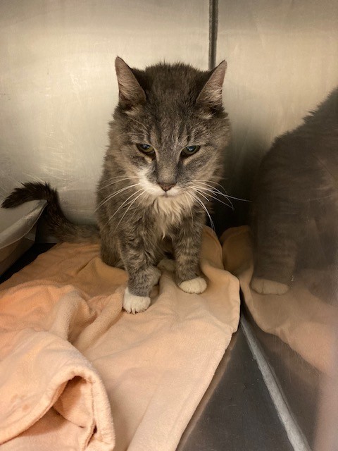 Shelter Stray Female Cat last seen COURTNEY DRIVE, 4522 W 3500 S, West Valley City, UT 84120, USA