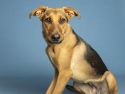 Shelter Stray Female Dog last seen 35TH AVE AND OSBORN RD, 5501 E Van Buren St, Phoenix, AZ 85008, USA