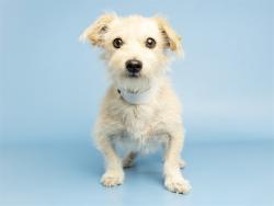 Shelter Stray Male Dog last seen , 5501 E Van Buren St, Phoenix, AZ 85008, USA