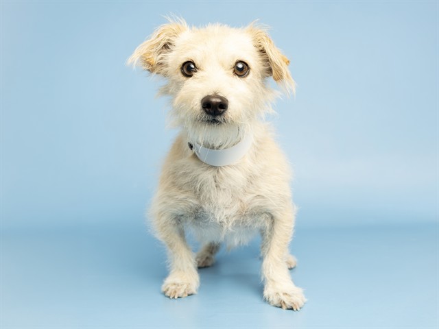Shelter Stray Male Dog last seen , 5501 E Van Buren St, Phoenix, AZ 85008, USA