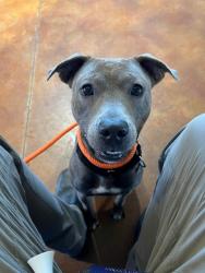 Shelter Stray Female Dog last seen Near BLOCK BEECHER ST, 3528 Newburg Rd, Louisville, KY 40218, USA