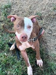 Shelter Stray Male Dog last seen Near BLOCK W OAK ST, 3528 Newburg Rd, Louisville, KY 40218, USA
