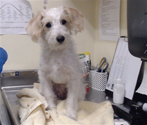 Shelter Stray Female Dog last seen Near BLOCK LIPAN DR, DENVER, CO 80221, 1241 W Bayaud Ave, Denver, CO 80223, USA