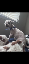 Reunited Male Dog last seen J.a Hargrave area 76123, Fort Worth, TX 76123