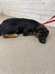Shelter Stray Male Dog last seen Near BLOCK W 7TH, 333 Chandler Pl, San Bernardino, CA 92408, USA