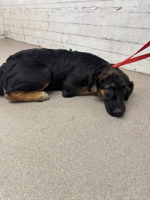 Shelter Stray Male Dog last seen Near BLOCK W 7TH, 333 Chandler Pl, San Bernardino, CA 92408, USA