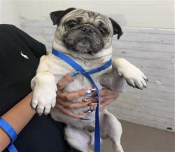Shelter Stray Male Dog last seen RANDALL/SIERRA, 333 Chandler Pl, San Bernardino, CA 92408, USA