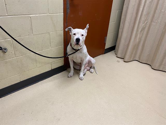 Shelter Stray Male Dog last seen Near BLOCK N 83RD ST, 3839 W Burnham St, West Milwaukee, WI 53215, USA