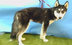 Shelter Stray Female Dog last seen , 216 W Victoria St, Gardena, CA 90248, USA