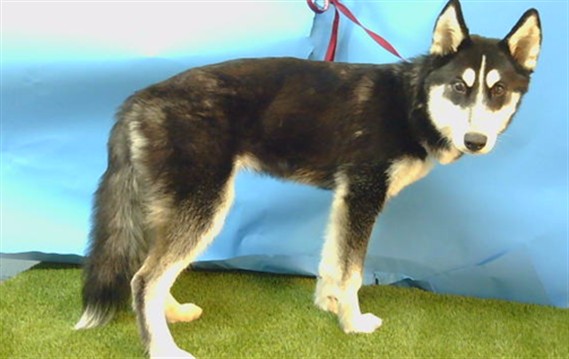 Shelter Stray Female Dog last seen , 216 W Victoria St, Gardena, CA 90248, USA