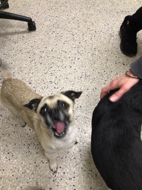 Shelter Stray Male Dog last seen LIVINGSTON DR/NAIAD DR, 12155 Park Blvd, Brighton, CO 80601, USA