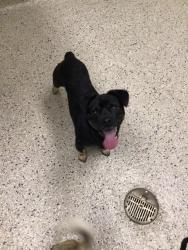Shelter Stray Male Dog last seen LIVINGSTON DR/NAIAD DR, 12155 Park Blvd, Brighton, CO 80601, USA