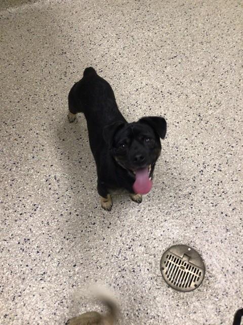 Shelter Stray Male Dog last seen LIVINGSTON DR/NAIAD DR, 12155 Park Blvd, Brighton, CO 80601, USA