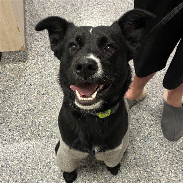 Shelter Stray Male Dog last seen Near BLOCK MILWAUKEE ST, 12155 Park Blvd, Brighton, CO 80601, USA