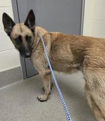Shelter Stray Female Dog last seen SCHEIBER PARK AND 3RD STREET, 11232 B Ave, Auburn, CA 95603, USA