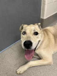 Shelter Stray Male Dog last seen CAPE HORN & NORTON GRADE, 11232 B Ave, Auburn, CA 95603, USA