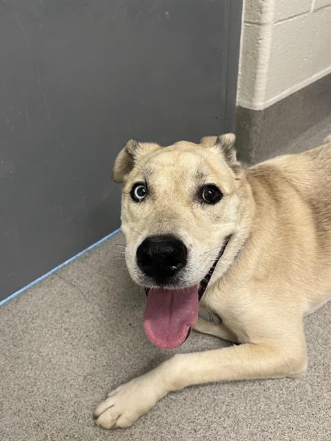 Shelter Stray Male Dog last seen CAPE HORN & NORTON GRADE, 11232 B Ave, Auburn, CA 95603, USA