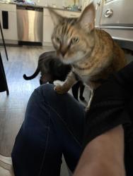 Reunited Female Cat last seen Capital Club Way, Indian Land, SC 29707