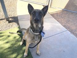 Shelter Stray Female Dog last seen 104TH DR AND MISSOURI AVE, 2500 S 27th Ave, Phoenix, AZ 85009, USA
