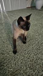 Found/Stray Female Cat last seen Katella, Anaheim, CA 92802