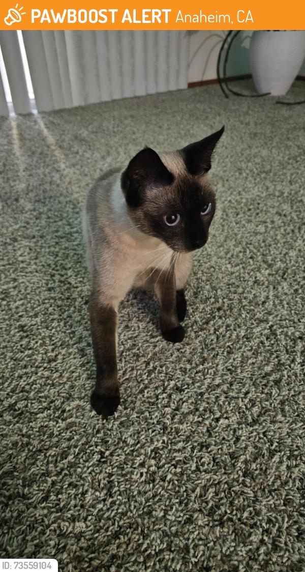 Found/Stray Female Cat last seen Katella, Anaheim, CA 92802