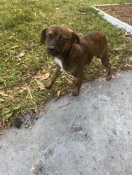 Found/Stray Male Dog last seen Hastings street, Pine Hills, FL 32808