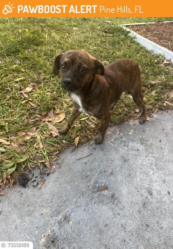 Found/Stray Male Dog last seen Hastings street, Pine Hills, FL 32808