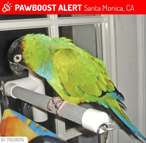 Lost Female Bird last seen Pearl & 14th street, Santa Monica, CA 90405