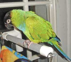 Lost Female Bird last seen Pearl & 14th street, Santa Monica, CA 90405