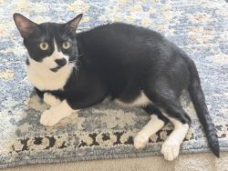 Reunited Male Cat last seen Near Ceres Ave, Fontana, CA 92335, USA, Fontana, CA 92335