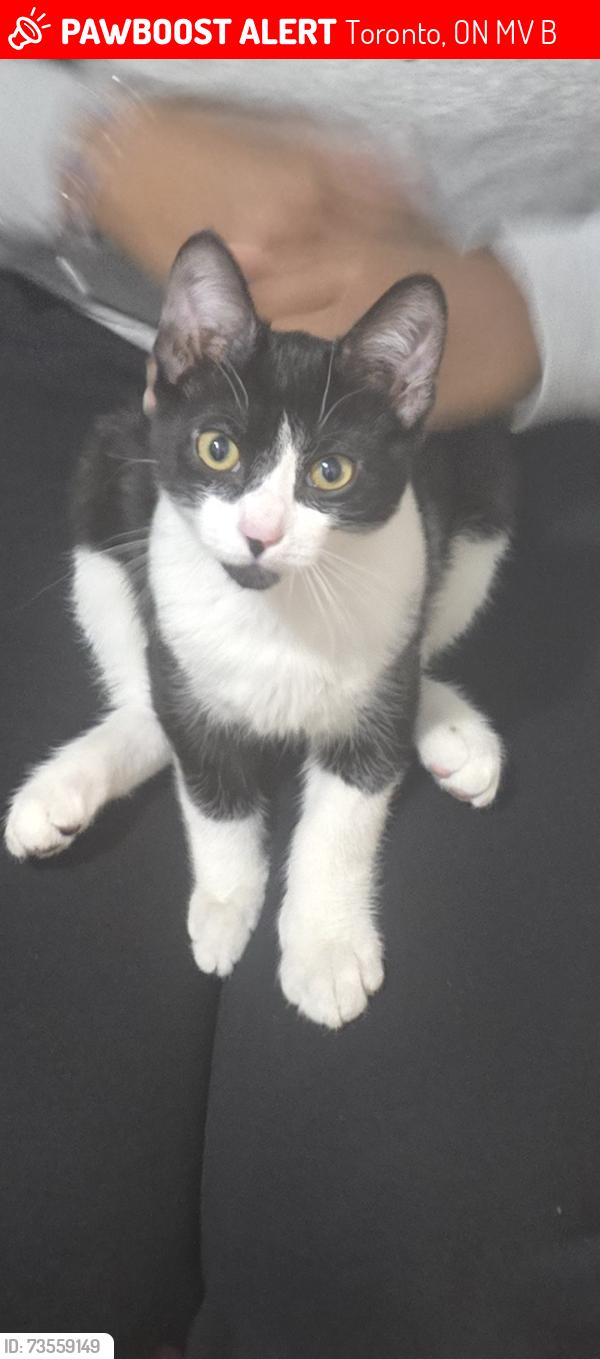 Lost Male Cat last seen 1676-1686 albion road, Martin Grove and Albion road, Toronto, ON M9V 2B1