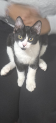 Lost Male Cat last seen 1676-1686 albion road, Martin Grove and Albion road, Toronto, ON M9V 2B1