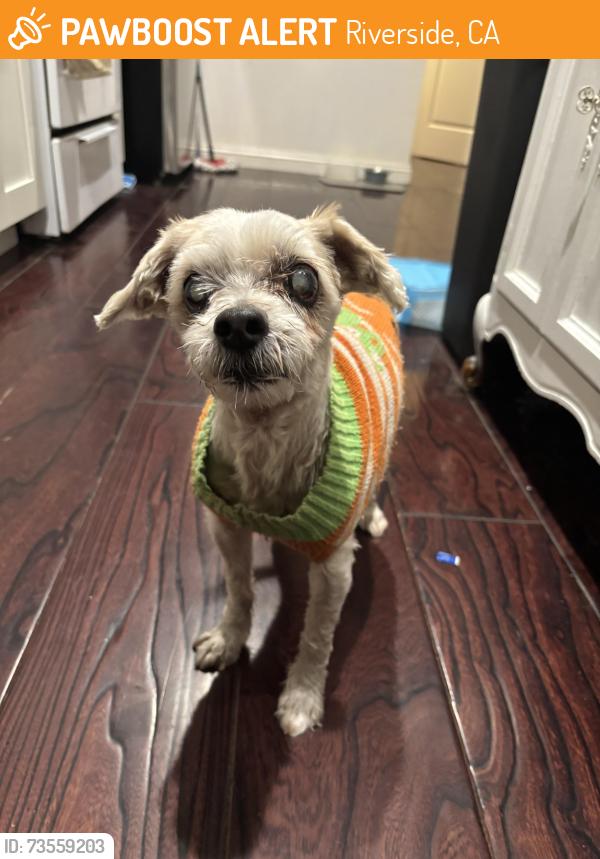 Found/Stray Male Dog last seen Stansell dr between main st and fairmount blvd, Riverside, CA 92501