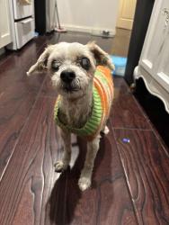 Found/Stray Male Dog last seen Stansell dr between main st and fairmount blvd, Riverside, CA 92501
