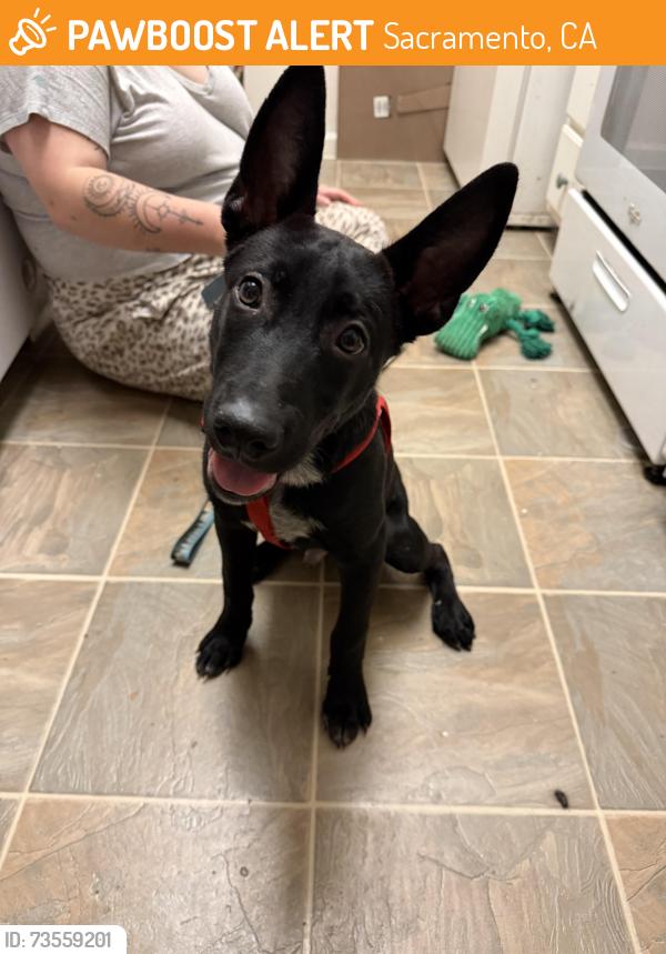 Found/Stray Male Dog last seen Broadwater and Kokomo, Sacramento, CA 95835