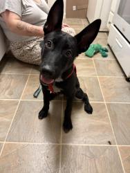 Found/Stray Male Dog last seen Broadwater and Kokomo, Sacramento, CA 95835