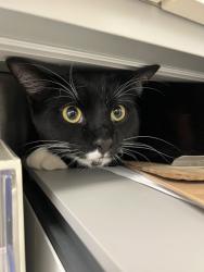 Shelter Stray Male Cat last seen Trader joe's - Queen Anne, Seattle, WA, 2061 15th Ave W, Seattle, WA 98119, USA